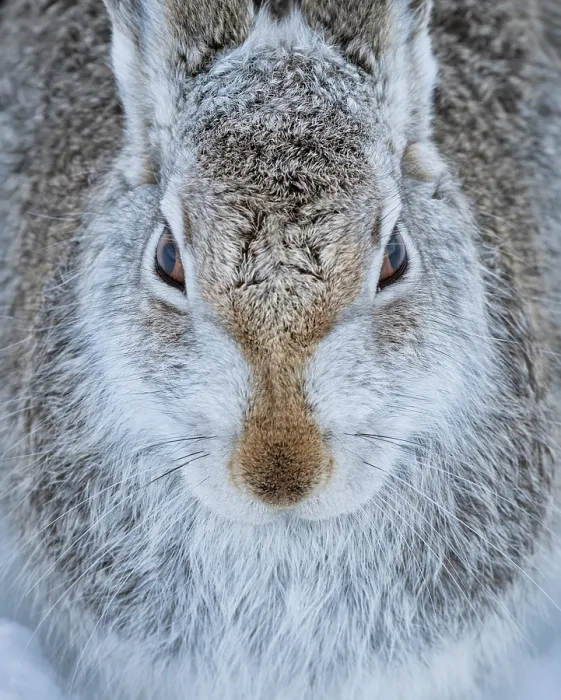 Framed Print : Mountain hare (Lepus timidus) head portrait, Cairngorms National Park, Scotland, UK. January Framed Print : Mountain hare (Lepus timidus) head portrait, Cairngorms National Park, Scotland, UK. January