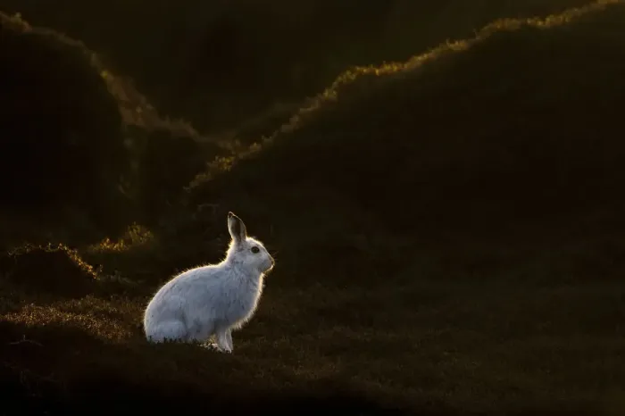 Framed Print : Mountain Hare (Lepus timidus) on moorland with white winter coat, Kinder Scout, Peak