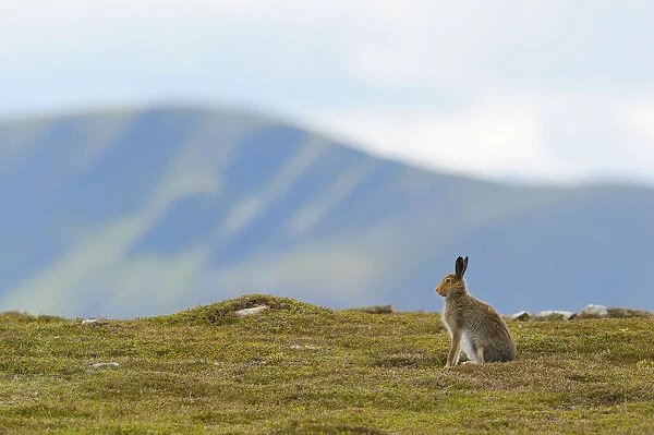 Mountain Hare (Lepus timidus) against mountains. Cairngorms National Park, Scotland, July