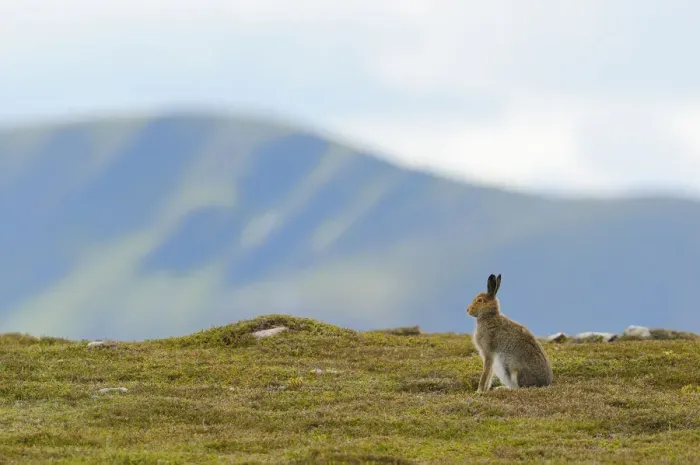Framed Print : Mountain Hare (Lepus timidus) against mountains. Cairngorms National Park, Scotland, July Framed Print : Mountain Hare (Lepus timidus) against mountains. Cairngorms National Park, Scotland, July