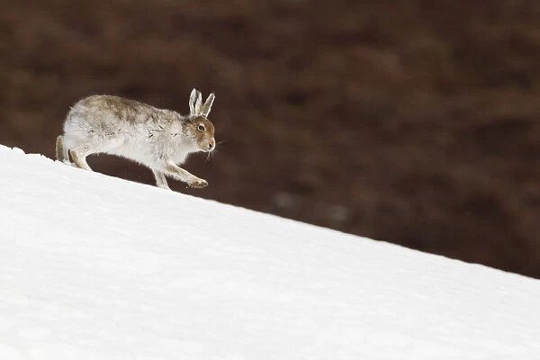 Mountain hare (Lepus timidus) with partial winter coat, running down a snow-covered moorland slope