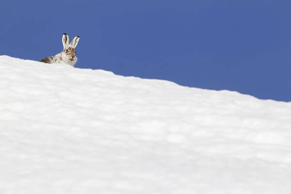 Mountain hare (Lepus timidus) with partial winter coat, head peering over a snow-covered skyline