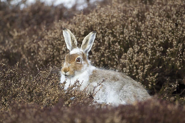 Mountain hare (Lepus timidus) with partial winter coat, sitting amongst heather (Ericaceae sp