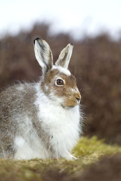 Mountain hare (Lepus timidus) with partial winter coat, Scotland, UK, April