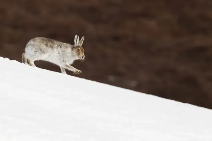 Framed Print : Mountain hare (Lepus timidus) with partial winter coat, running down a snow-covered moorland slope Framed Print : Mountain hare (Lepus timidus) with partial winter coat, running down a snow-covered moorland slope
