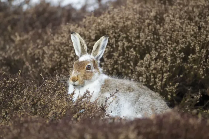 Framed Print : Mountain hare (Lepus timidus) with partial winter coat, sitting amongst heather (Ericaceae sp Framed Print : Mountain hare (Lepus timidus) with partial winter coat, sitting amongst heather (Ericaceae sp