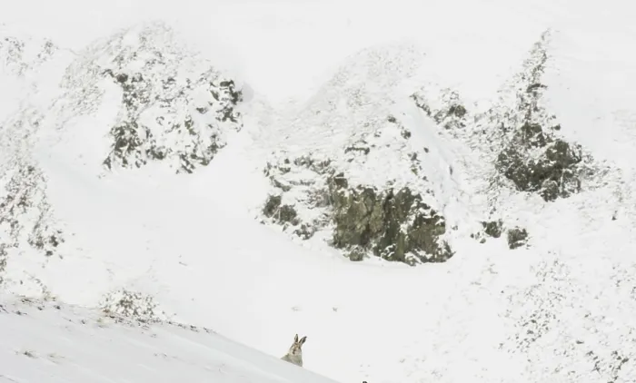 Framed Print : Mountain hare (Lepus timidus) peering over the top of an exposed ridge with mountains behind, Cairngorms National Park, Scotland, UK. March Framed Print : Mountain hare (Lepus timidus) peering over the top of an exposed ridge with mountains behind, Cairngorms National Park, Scotland, UK. March
