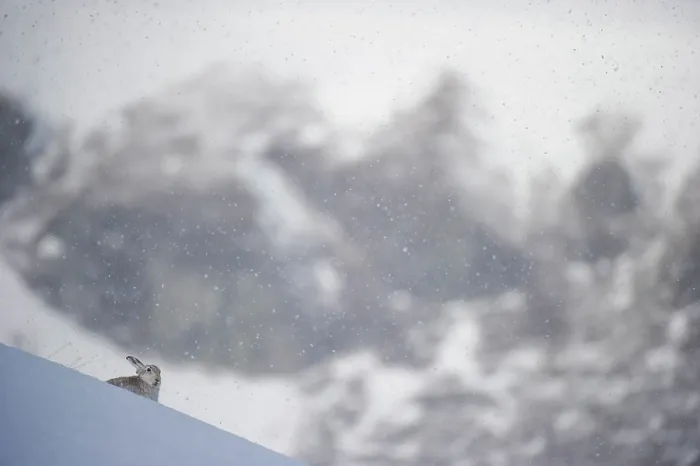 Framed Print : Mountain hare (Lepus timidus) resting on snow-covered mountainside in snowstorm with mountains behind, Cairngorms National Park, Scotland, UK. March Framed Print : Mountain hare (Lepus timidus) resting on snow-covered mountainside in snowstorm with mountains behind, Cairngorms National Park, Scotland, UK. March