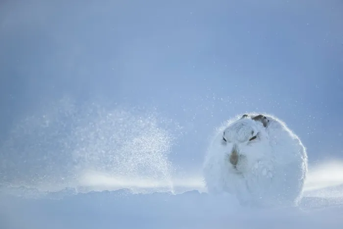 Framed Print : Mountain hare (Lepus timidus) resting on snow in gale force winds and swirling spindrift high on exposed plateau, Cairngorms National Park, Scotland, UK. February Framed Print : Mountain hare (Lepus timidus) resting on snow in gale force winds and swirling spindrift high on exposed plateau, Cairngorms National Park, Scotland, UK. February