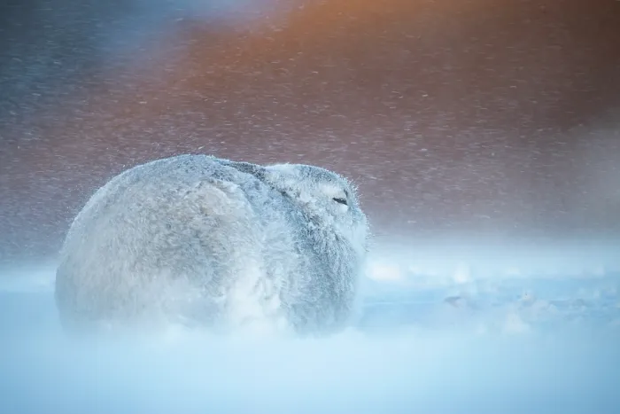 Framed Print : Mountain hare (Lepus timidus) resting on snow in gale force winds and swirling spindrift high on an exposed plateau, Cairngorms National Park, Scotland, UK. February Framed Print : Mountain hare (Lepus timidus) resting on snow in gale force winds and swirling spindrift high on an exposed plateau, Cairngorms National Park, Scotland, UK. February