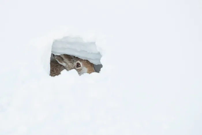 Framed Print : Mountain hare (Lepus timidus) resting in snow hole, Cairngorms National Park, Scotland, UK. January Framed Print : Mountain hare (Lepus timidus) resting in snow hole, Cairngorms National Park, Scotland, UK. January