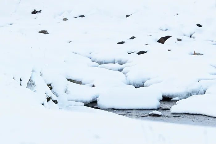 Framed Print : Mountain hare (Lepus timidus) resting in snow hole close to a snow covered mountain river, Cairngorms National Park, Scotland, UK. February