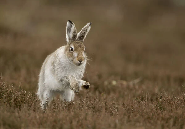 Mountain hare (Lepus timidus) running in half summer coat, Peak District, UK April