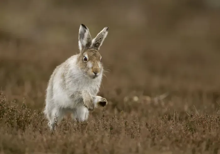Framed Print : Mountain hare (Lepus timidus) running in half summer coat, Peak District, UK April Framed Print : Mountain hare (Lepus timidus) running in half summer coat, Peak District, UK April