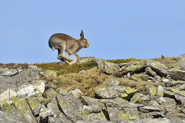 Mountain Hare (Lepus timidus) running along rock ridge. Cairngorms National Park
