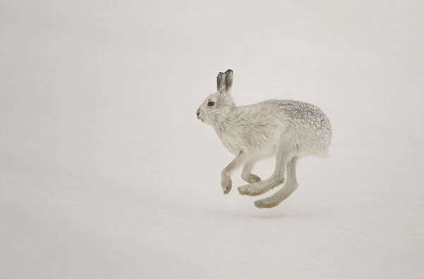 Mountain hare (Lepus timidus) running across snow in winter, Cairngorms National Park