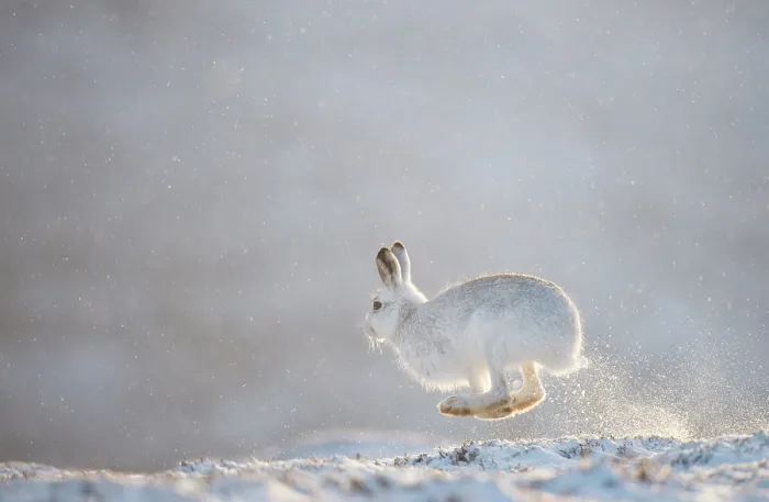 Framed Print : Mountain hare (Lepus timidus) running across snow, backlit by evening sunlight, Cairngorms National Park, Scotland, UK. January Framed Print : Mountain hare (Lepus timidus) running across snow, backlit by evening sunlight, Cairngorms National Park, Scotland, UK. January