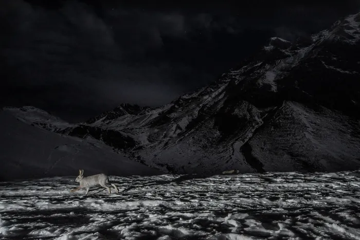 Framed Print : Mountain hare (Lepus timidus) running over snow at night, Mont Avic natural park, Aosta valley, Alps, Italy. January Framed Print : Mountain hare (Lepus timidus) running over snow at night, Mont Avic natural park, Aosta valley, Alps, Italy. January