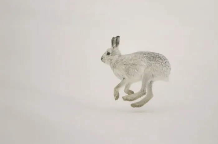 Framed Print : Mountain hare (Lepus timidus) running across snow in winter, Cairngorms National Park Framed Print : Mountain hare (Lepus timidus) running across snow in winter, Cairngorms National Park