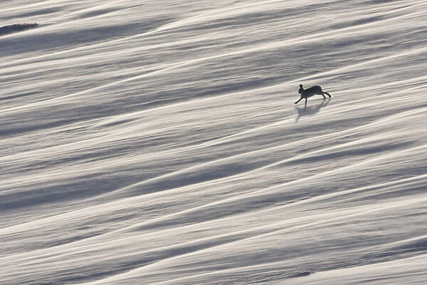 Mountain hare (Lepus timidus) running across wind swept snow field, near Carrbridge