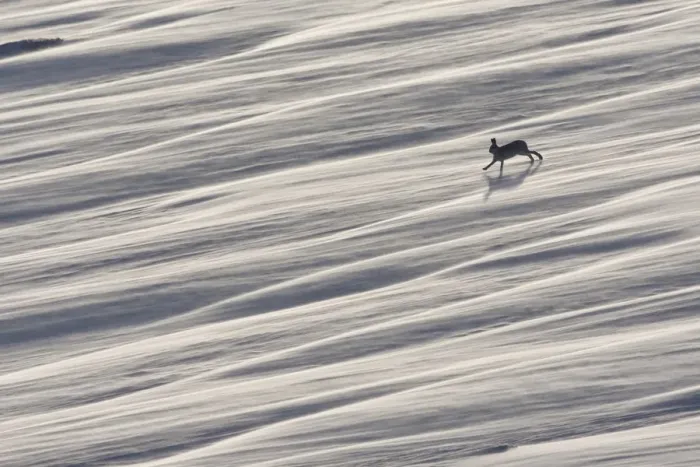 Framed Print : Mountain hare (Lepus timidus) running across wind swept snow field, near Carrbridge Framed Print : Mountain hare (Lepus timidus) running across wind swept snow field, near Carrbridge