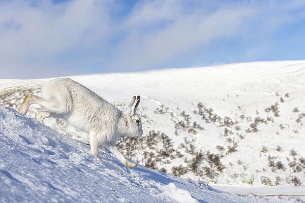 Mountain hare (Lepus timidus) runs down a snowy mountain side. Monadhliath Mountains, Scotland