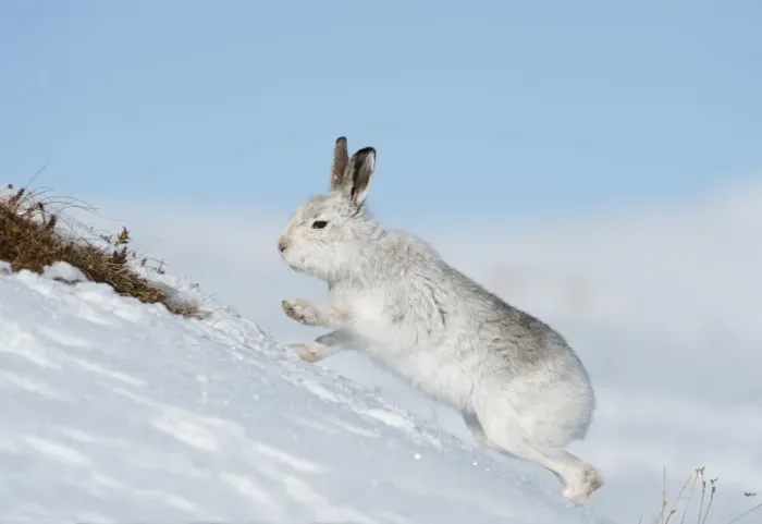 Framed Print : Mountain hare (Lepus timidus) scratching for food in the snow, Scotland, UK, February Framed Print : Mountain hare (Lepus timidus) scratching for food in the snow, Scotland, UK, February