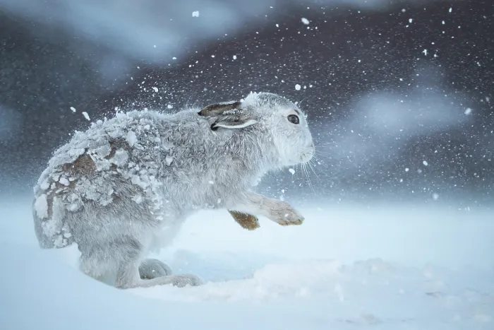 Framed Print : Mountain hare (Lepus timidus) shaking snow from its fur during snowstorm, Cairngorms National Park, Scotland, UK. February Framed Print : Mountain hare (Lepus timidus) shaking snow from its fur during snowstorm, Cairngorms National Park, Scotland, UK. February