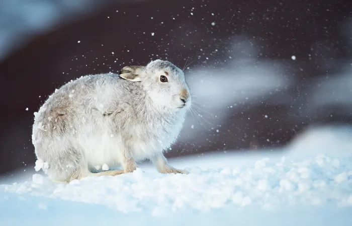 Framed Print : Mountain hare (Lepus timidus) shaking snow from its fur during snowstorm, Cairngorms National Park, Scotland, UK. February Framed Print : Mountain hare (Lepus timidus) shaking snow from its fur during snowstorm, Cairngorms National Park, Scotland, UK. February