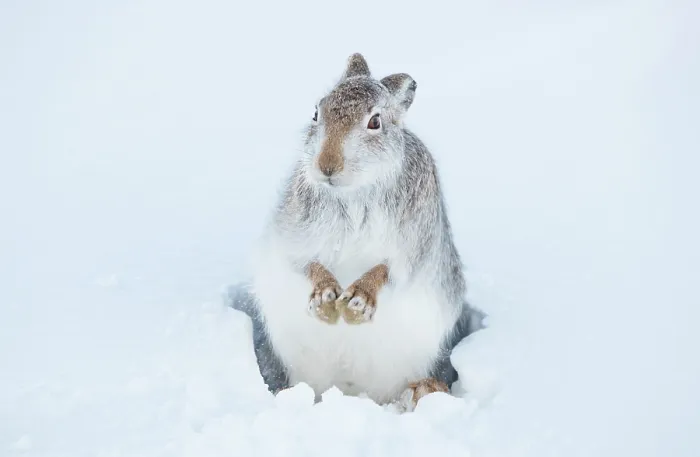 Framed Print : Mountain hare (Lepus timidus) shaking the snow off its paws after emerging from a snowhole high in the mountains, Cairngorms National Park, Scotland, UK. January Framed Print : Mountain hare (Lepus timidus) shaking the snow off its paws after emerging from a snowhole high in the mountains, Cairngorms National Park, Scotland, UK. January