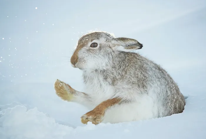 Framed Print : Mountain hare (Lepus timidus) shaking the snow off its paws at entrance to snowhole high in the mountains, Cairngorms National Park, Scotland, UK. January Framed Print : Mountain hare (Lepus timidus) shaking the snow off its paws at entrance to snowhole high in the mountains, Cairngorms National Park, Scotland, UK. January