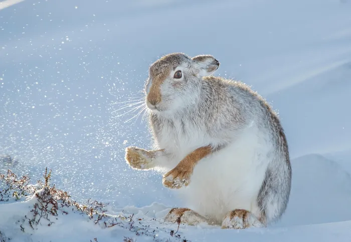 Framed Print : Mountain hare (Lepus timidus) shaking the snow from its paws, Cairngorms National Park, Scotland, UK. January Framed Print : Mountain hare (Lepus timidus) shaking the snow from its paws, Cairngorms National Park, Scotland, UK. January