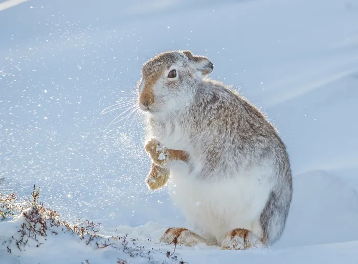 Framed Print : Mountain hare (Lepus timidus) shaking the snow from its paws, Cairngorms National Park, Scotland, UK. January Framed Print : Mountain hare (Lepus timidus) shaking the snow from its paws, Cairngorms National Park, Scotland, UK. January