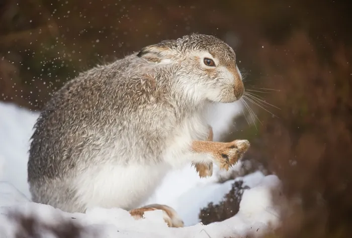 Framed Print : Mountain hare (Lepus timidus) shaking water off its fur after rain, Cairngorms National Park, Scotland, UK. February Framed Print : Mountain hare (Lepus timidus) shaking water off its fur after rain, Cairngorms National Park, Scotland, UK. February