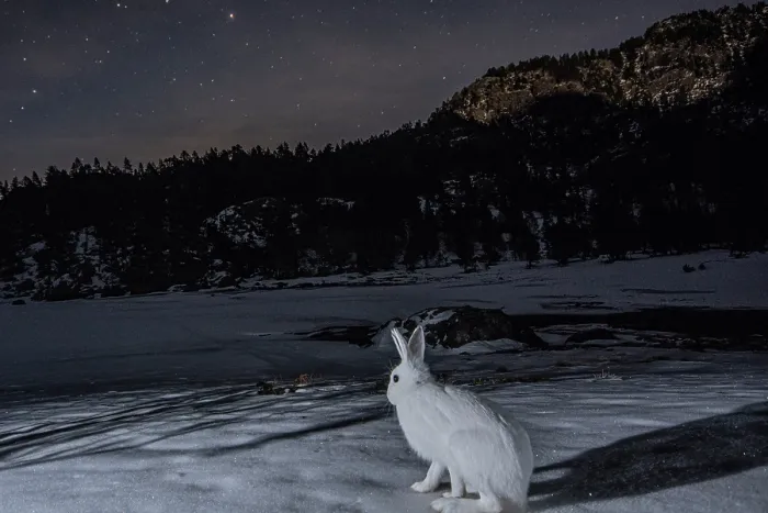 Framed Print : Mountain hare (Lepus timidus) sitting on snow in front of an alpine lake at night, Mont Avic natural park, Aosta valley, Alps, Italy. January Framed Print : Mountain hare (Lepus timidus) sitting on snow in front of an alpine lake at night, Mont Avic natural park, Aosta valley, Alps, Italy. January