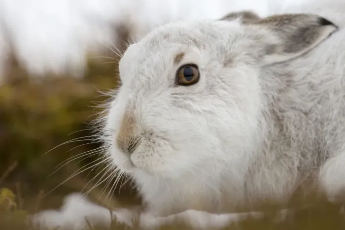 Framed Print : Mountain hare (Lepus timidus) on snow, Cairngorms National Park, Scotland. January