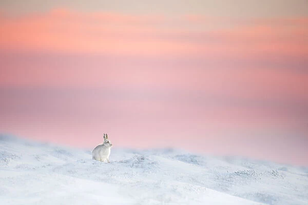 Mountain hare (Lepus timidus) on snow covered moorland at last light, Derbyshire, UK