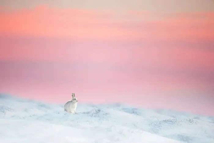 Framed Print : Mountain hare (Lepus timidus) on snow covered moorland at last light, Derbyshire, UK Framed Print : Mountain hare (Lepus timidus) on snow covered moorland at last light, Derbyshire, UK