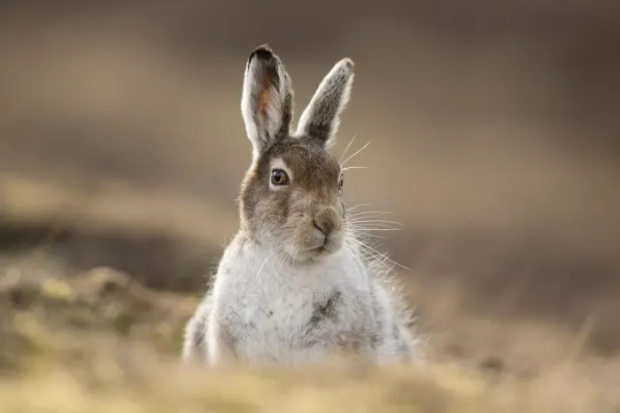 Framed Print : Mountain hare (Lepus timidus) in spring coat / pelage sitting in moorland, Scotland Framed Print : Mountain hare (Lepus timidus) in spring coat / pelage sitting in moorland, Scotland