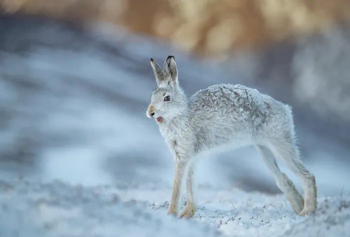 Framed Print : Mountain hare (Lepus timidus) stretching after waking up, Cairngorms National Park, Scotland, UK. February Framed Print : Mountain hare (Lepus timidus) stretching after waking up, Cairngorms National Park, Scotland, UK. February