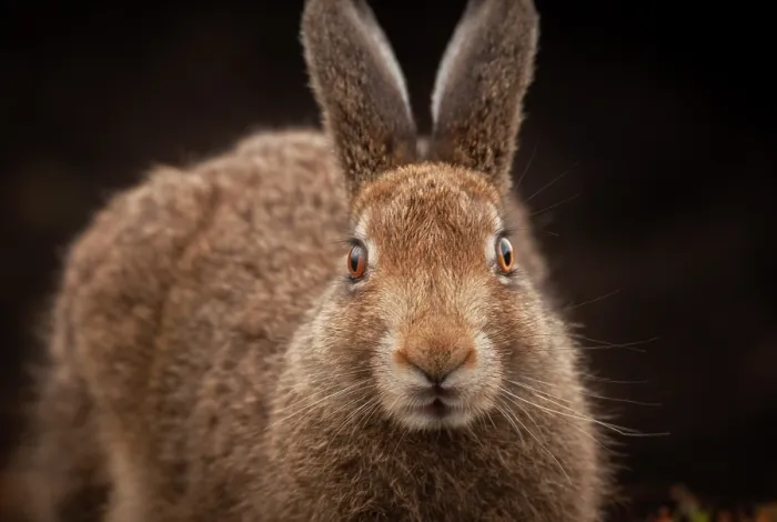Framed Print : Mountain hare (Lepus timidus) sub-adult, portrait, Peak District National Park, England, UK. August Framed Print : Mountain hare (Lepus timidus) sub-adult, portrait, Peak District National Park, England, UK. August