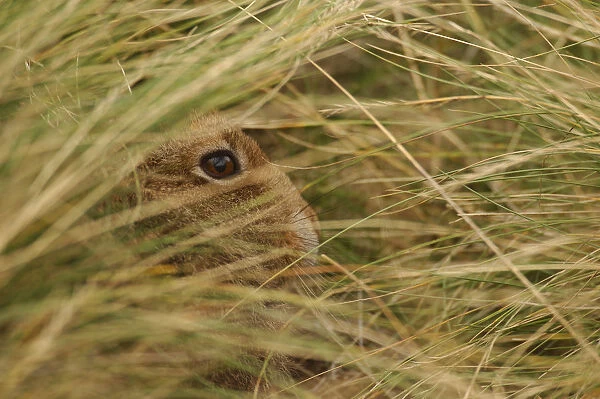 Mountain hare {Lepus timidus} sub-adult leveret concealed in its hiding place in grass