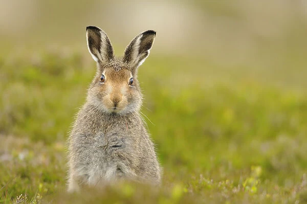 Mountain hare (Lepus timidus) sub-adult leveret, Cairngorms National Park, Scotland, UK, July
