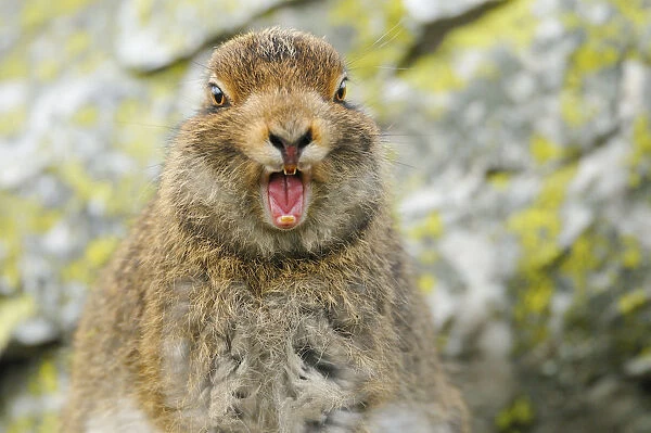 Mountain Hare (Lepus timidus) sub-adult leveret yawning. Cairngorms National Park