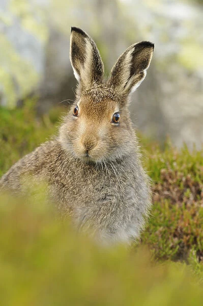 Mountain Hare (Lepus timidus) sub-adult leveret portrait. Cairngorms National Park