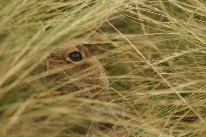 Framed Print : Mountain hare {Lepus timidus} sub-adult leveret concealed in its hiding place in grass Framed Print : Mountain hare {Lepus timidus} sub-adult leveret concealed in its hiding place in grass