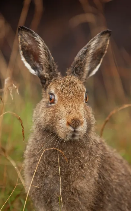 Framed Print : Mountain hare (Lepus timidus) sub-adult in summer coat, portrait, Peak District National Park, England, UK. August Framed Print : Mountain hare (Lepus timidus) sub-adult in summer coat, portrait, Peak District National Park, England, UK. August