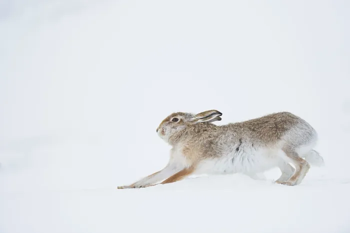 Framed Print : Mountain hare (Lepus timidus) summer coat, stretching after waking up, Cairngorms National Park, Scotland, UK. February Framed Print : Mountain hare (Lepus timidus) summer coat, stretching after waking up, Cairngorms National Park, Scotland, UK. February
