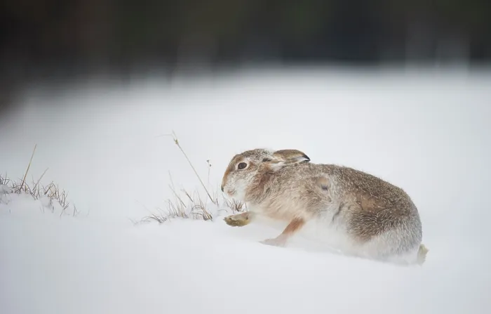 Framed Print : Mountain hare (Lepus timidus) walking over snow, Cairngorms National Park, Scotland, UK. February Framed Print : Mountain hare (Lepus timidus) walking over snow, Cairngorms National Park, Scotland, UK. February