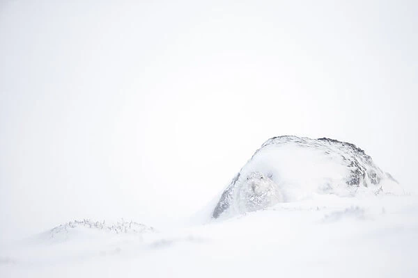 Mountain hare (Lepus timidus) in white winter coat camouflaged in snow, Scotland, UK